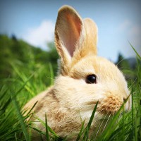 /album/animales-a-raudales/photolia-a03-jpg/