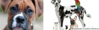 /album/animales-a-raudales/a50000000-jpg/