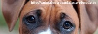 /album/animales-a-raudales/uarhyedsgtf-jpg/