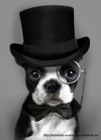 /album/animales-a-raudales/perro-gracioso-disfrazado-vestido-sir-jpg/