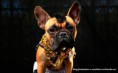 /album/fotogaleria/disfraz-perro-ma2-315x193-jpg1/